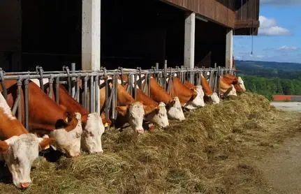Stallung & Tierzucht-Kühlung