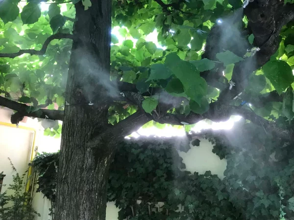 Nebelbaum